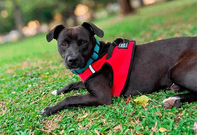 Adopte a un amigo fiel: 'Milano'