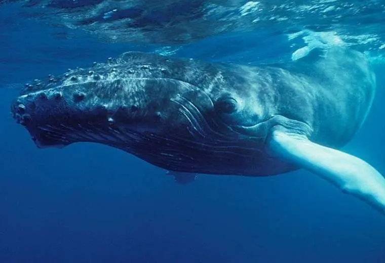 "Nadie había escuchado nada parecido": extraordinario momento en que el mundo supo que las ballenas cantan