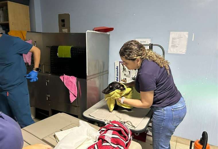 Senasa interviene sitio clandestino de crianza de animales en Alajuela/Senasa